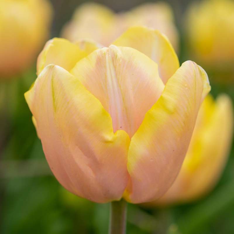 Tulipan 'Mango Charm'